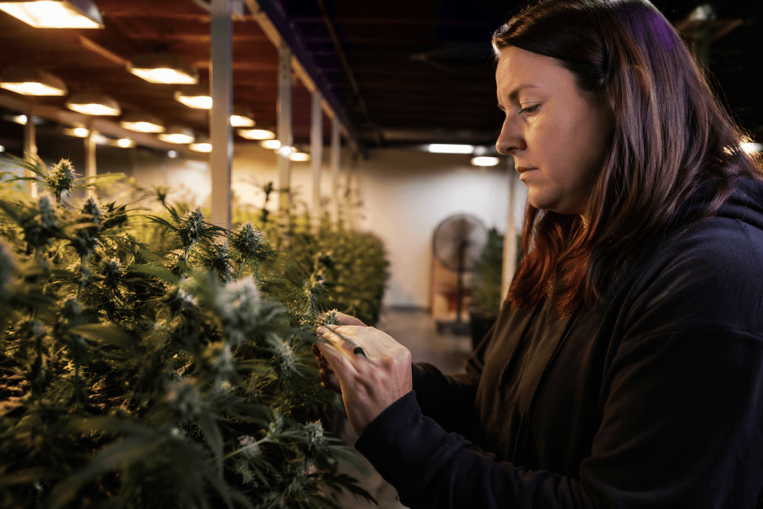 State cannabis regulators bring listening tour to Bemidji Thursday