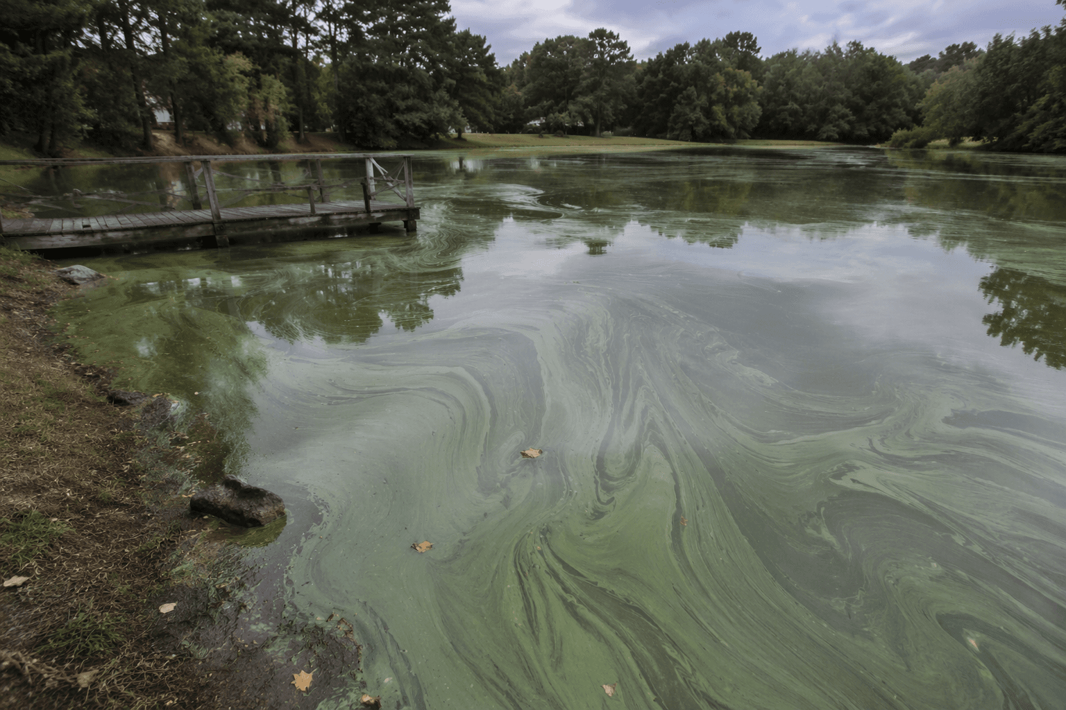 Suffolk warns of blue-green algae bloom in Springs’ Swan Pond