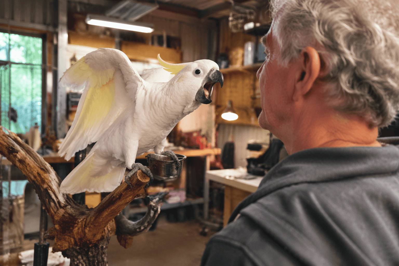 Cockatoo’s loud protest shows how strong parrot bonds shape behavior