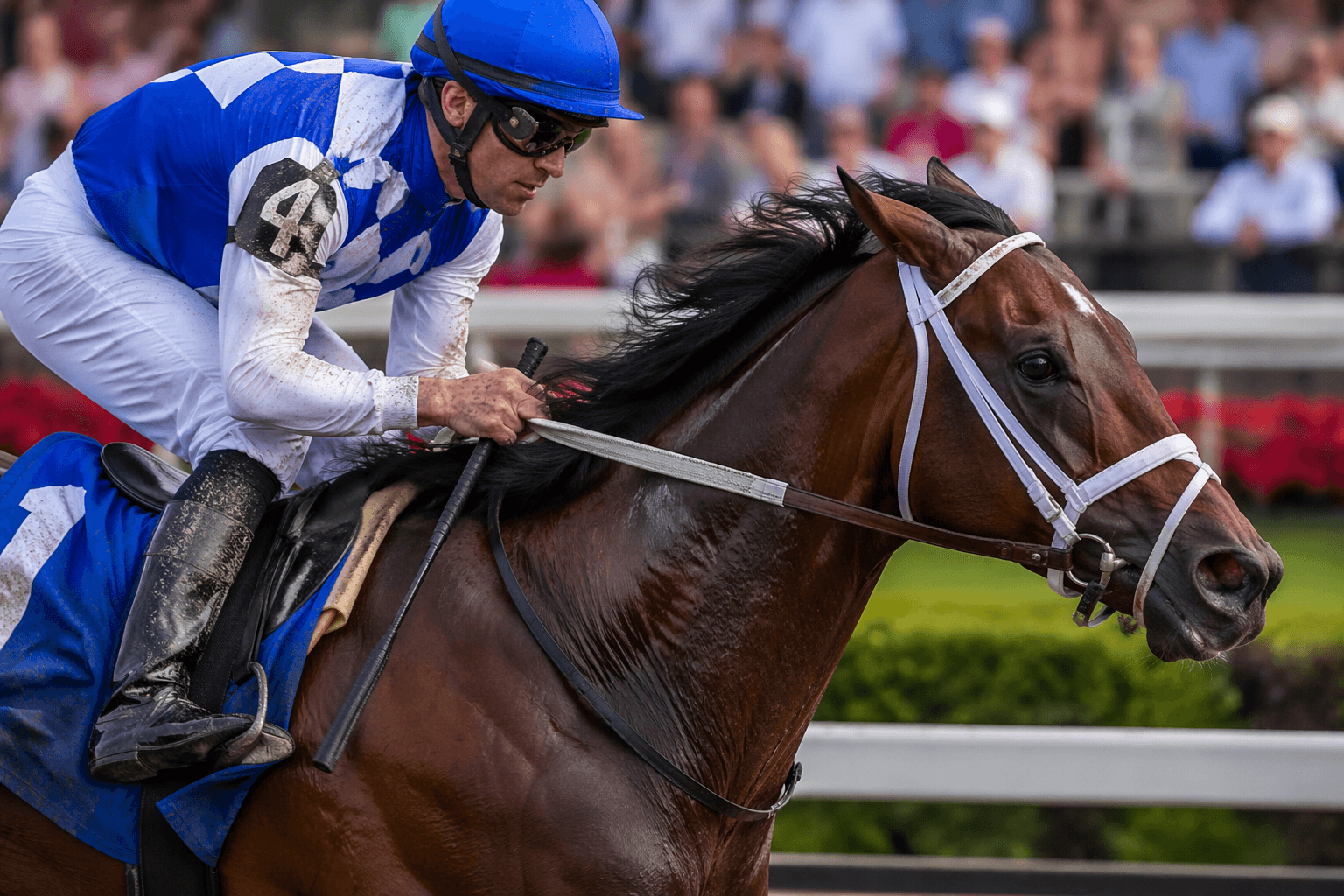 Book’em Danno returns to Saratoga to defend True North title