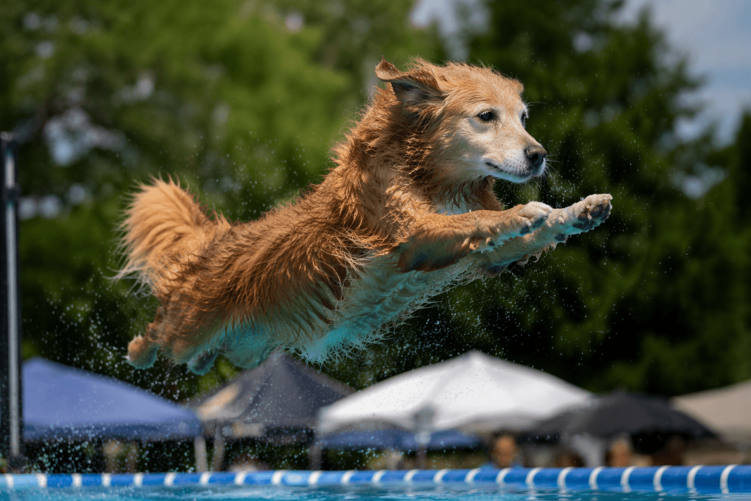 11-year-old rescue dog Saffron stars at AKC diving dogs cup