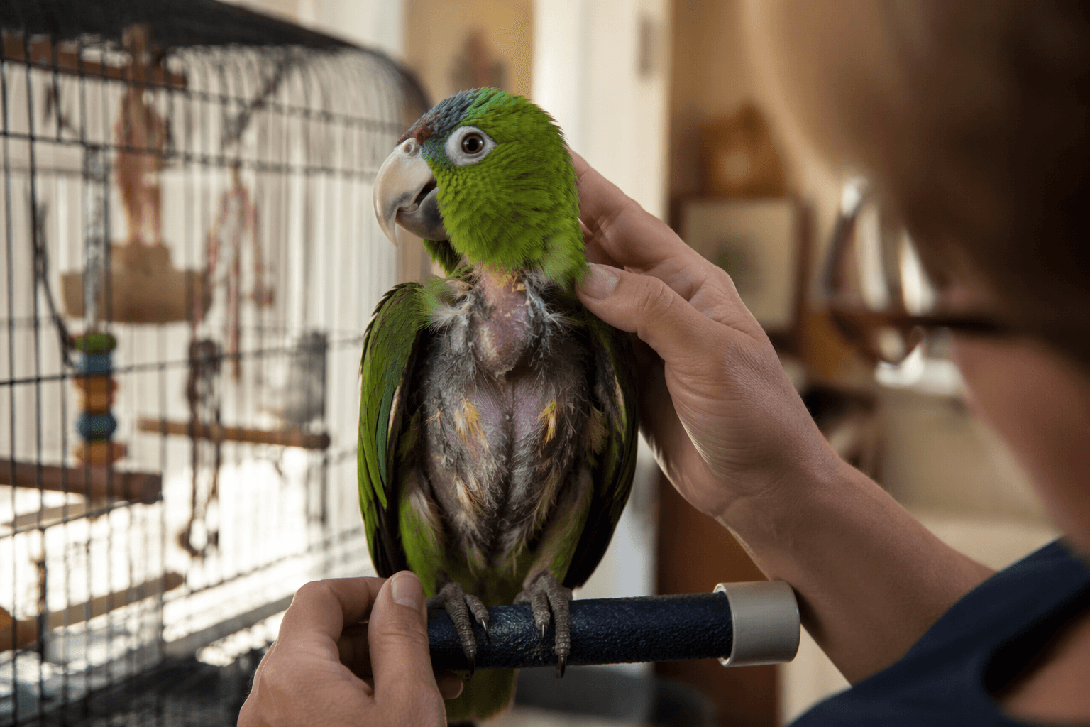 Parrot health warnings, spotting illness before it becomes critical