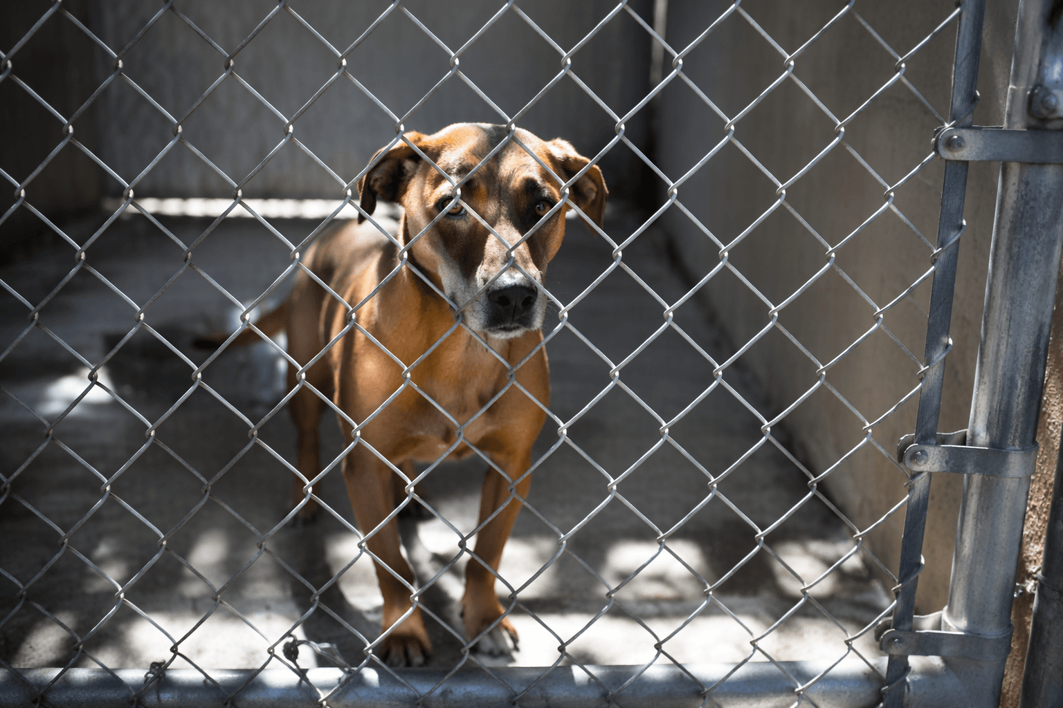 BARCS pauses dog intake, adoptions after possible parvo exposure