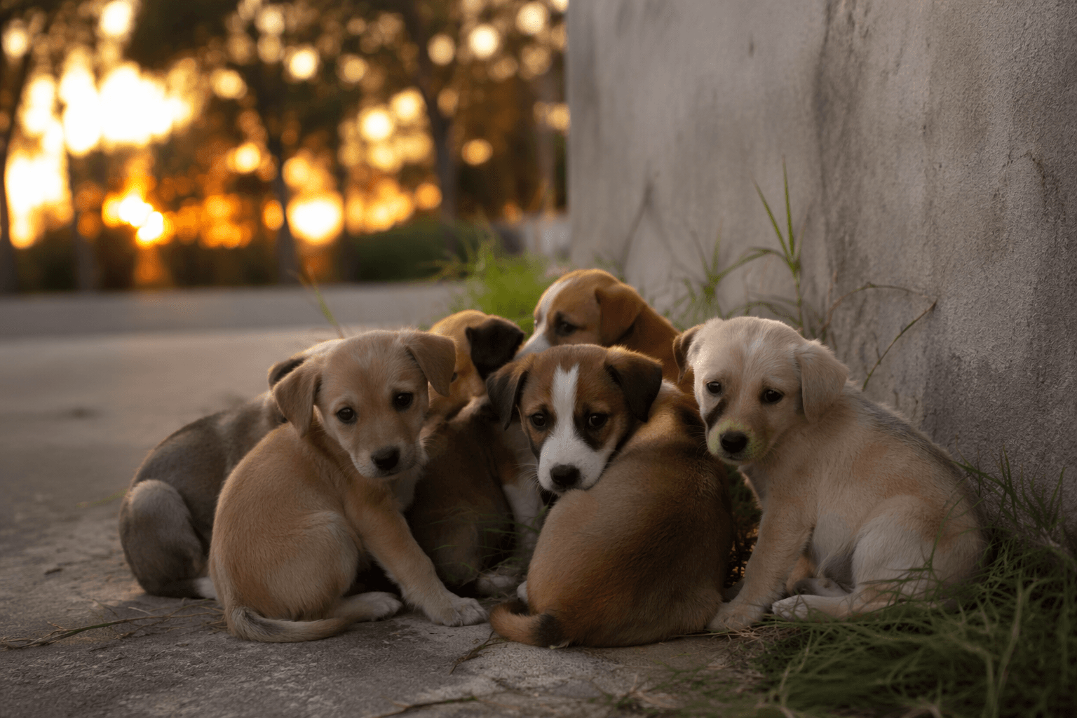 Deputies investigate after seven puppies abandoned at Weeki Wachee Dollar General