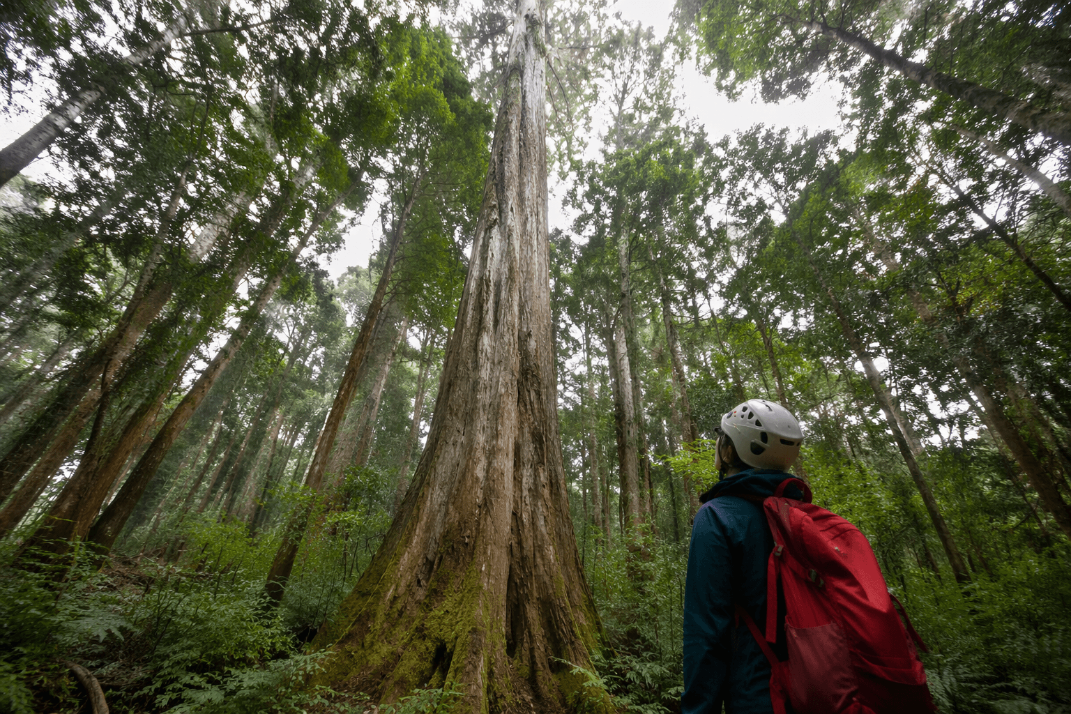 Taiwan team crowns 84.1-meter tree as East Asia's tallest