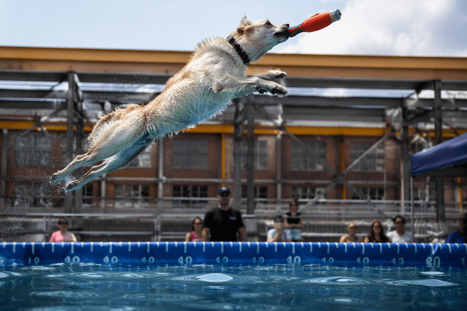 AKC brings Diving Dogs team challenge to Philadelphia Navy Yard