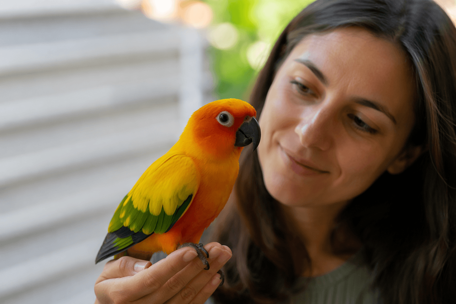 Friendly sun conure Clover missing in Austin, near William Cannon