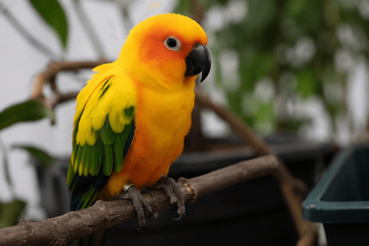 Golden conure Leo missing in Moorestown, community joins search