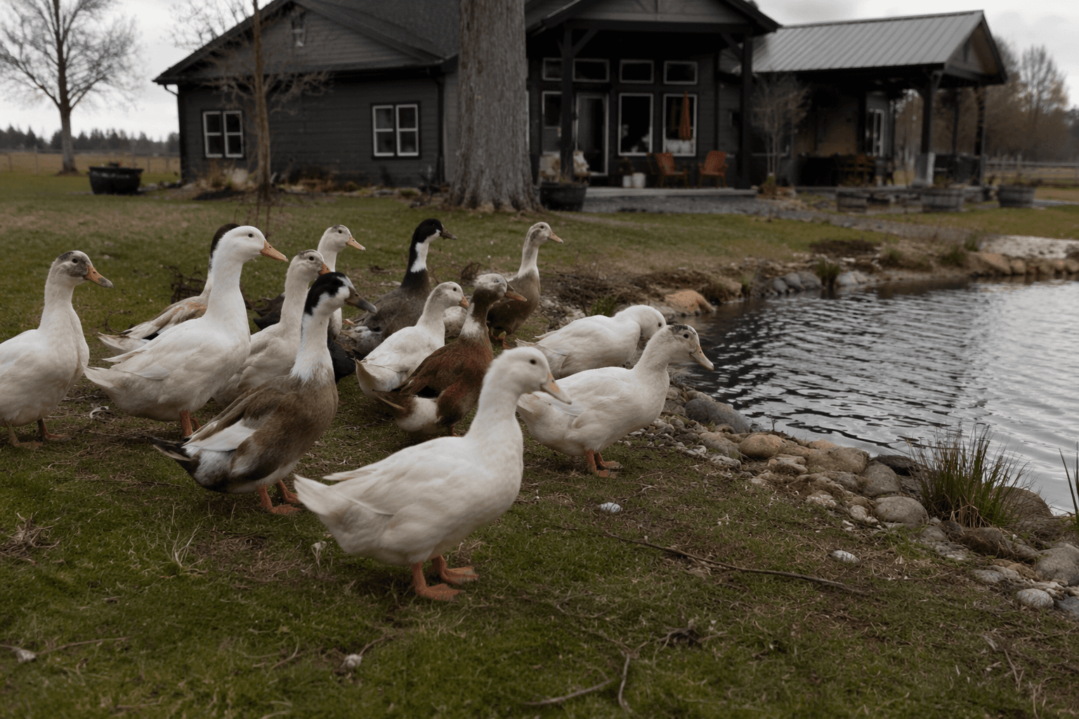 Post Falls allows ducks on single-family lots after code change