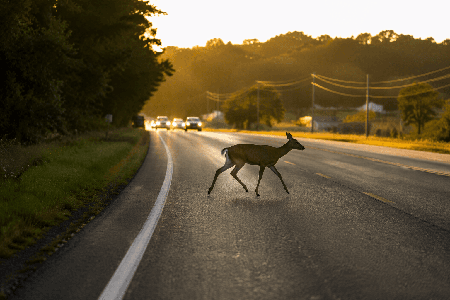 Man killed in Adams County motorcycle crash after deer strike