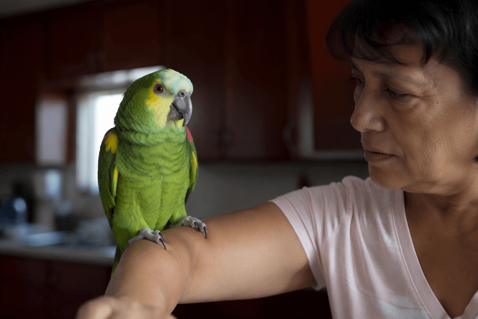 Long Beach family offers $5,000 reward after parrot theft