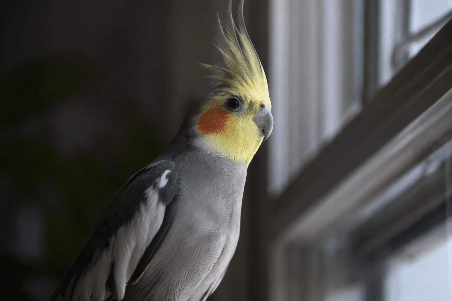 Westford cockatiel Birdy missing, vivid markings may help neighbors spot him