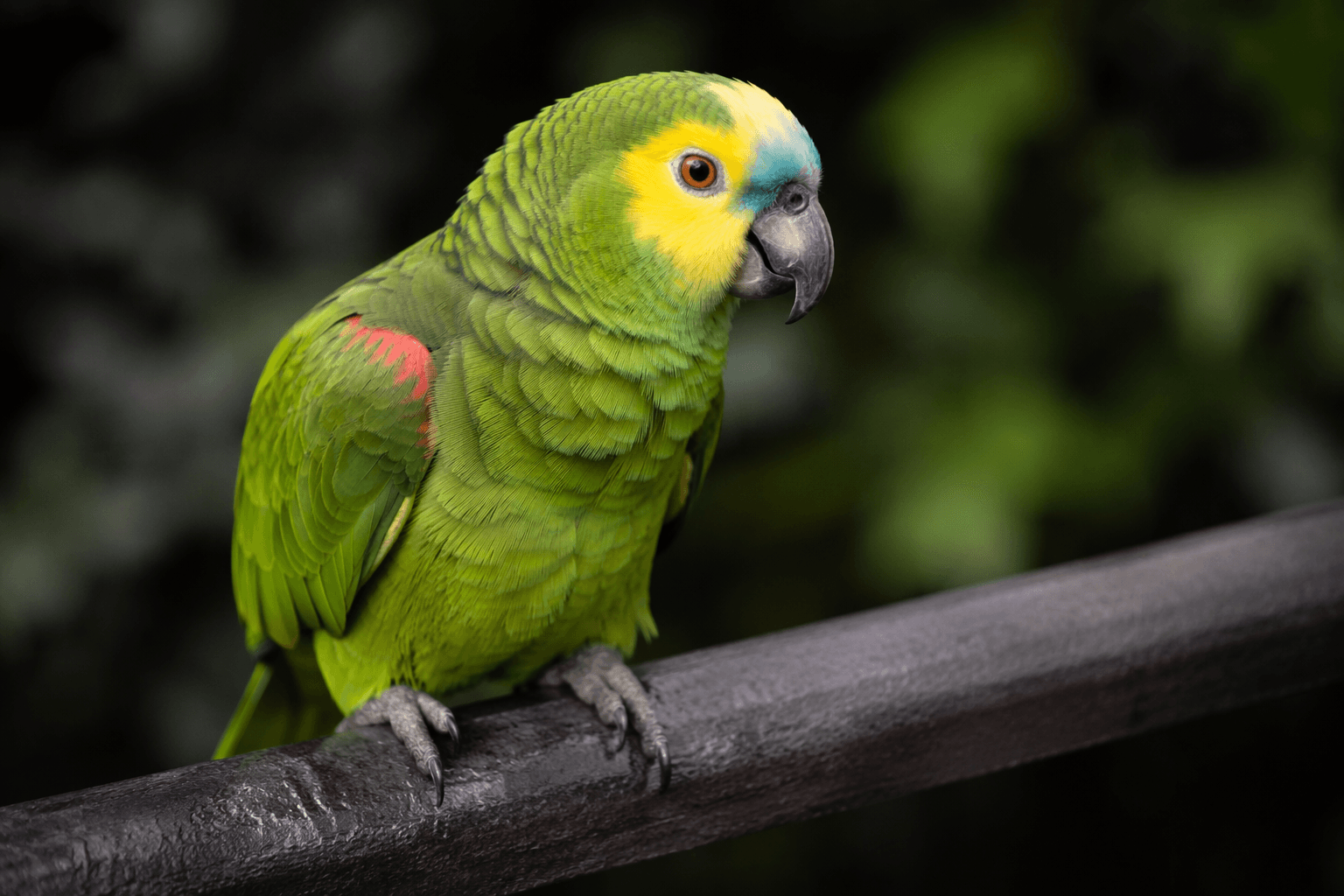 Missing blue-fronted Amazon parrot may approach people for food in Grandville