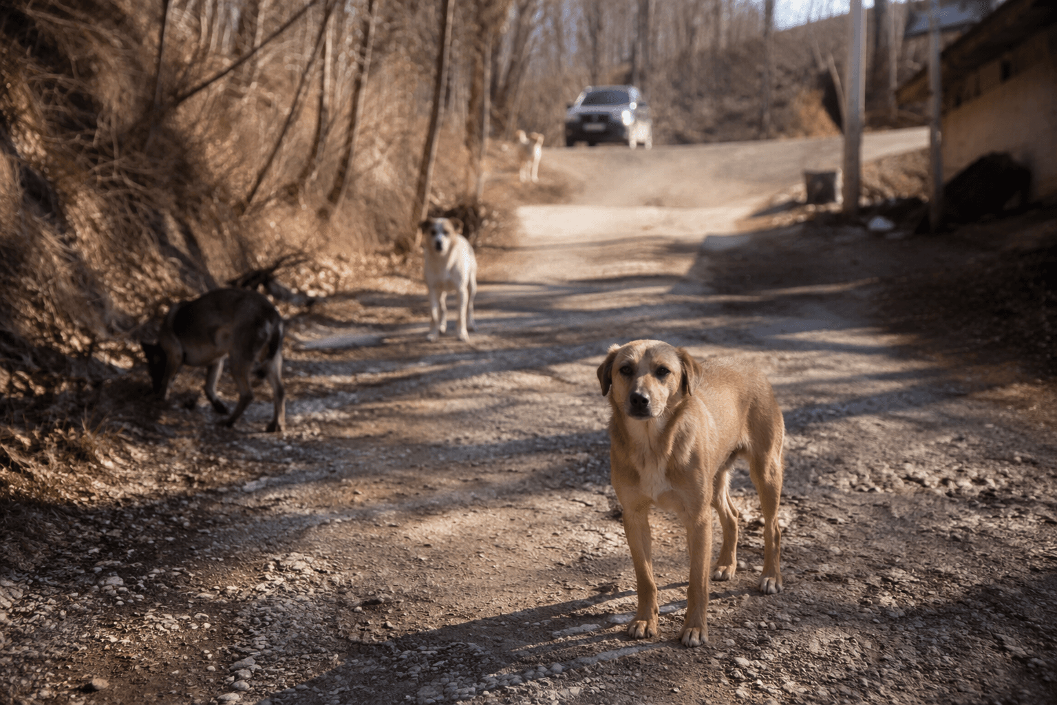 McDowell County tackles stray dog overpopulation with spay-neuter grants
