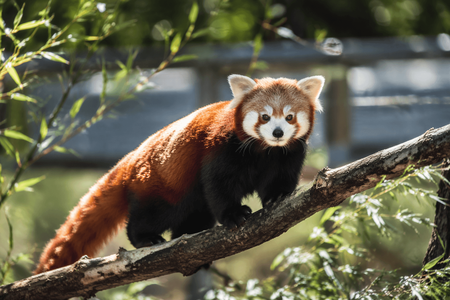 Maryland Zoo to debut red pandas at Zoomerang Gala next week