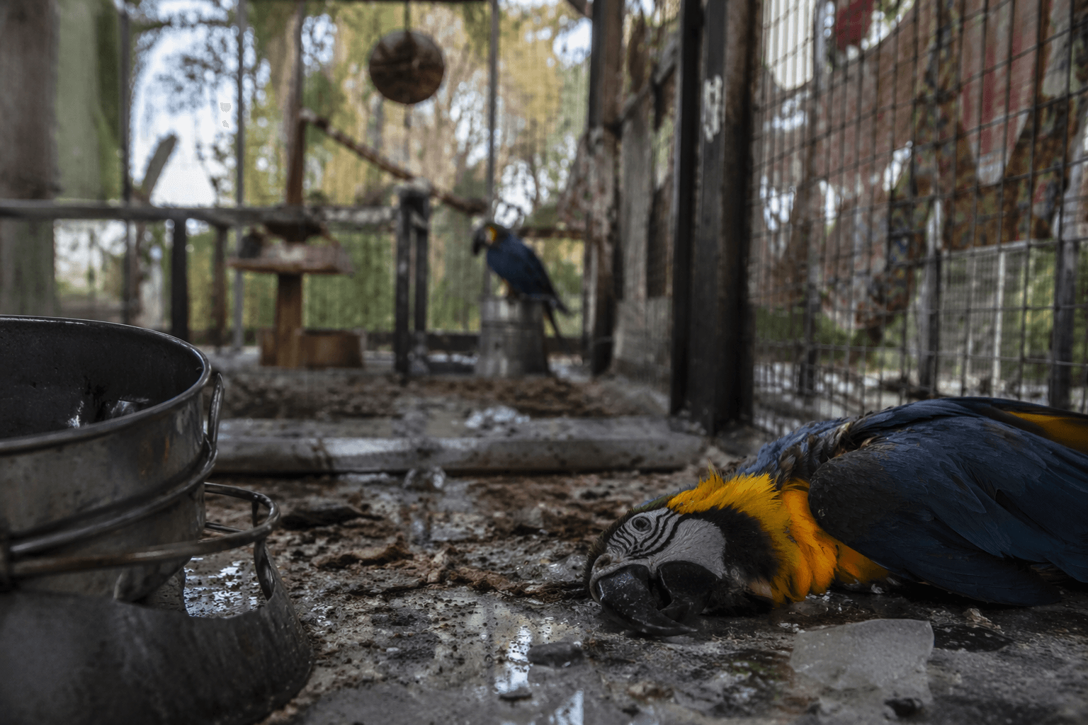 Parrot dies, birds killed in Malta fireworks factory blast