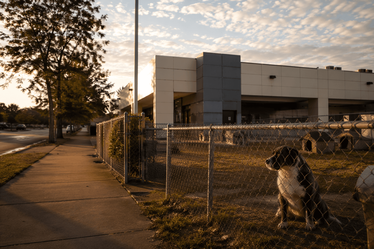 Houston approves $31.8 million BARC adoption center and shelter upgrades
