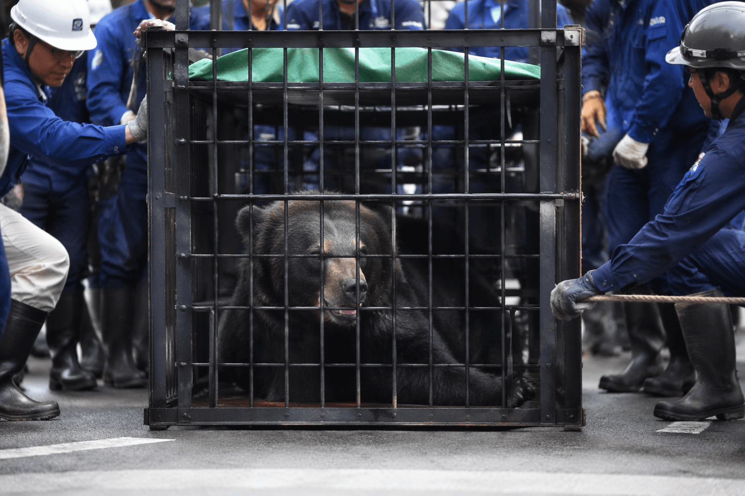 Bear captured in Utsunomiya after record wave of attacks in Japan