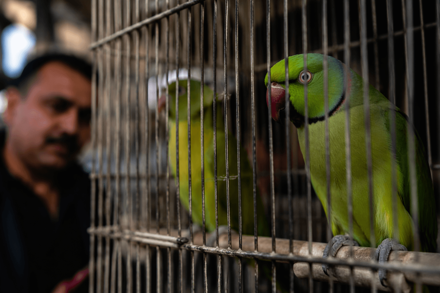 Jordan workshop targets bird demand through community behavior change