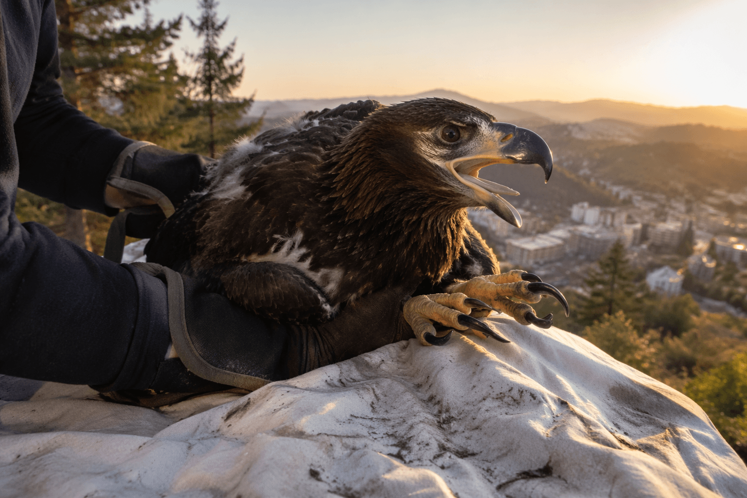 Baby bald eagle rescued, returned to nest near Skinner Butte