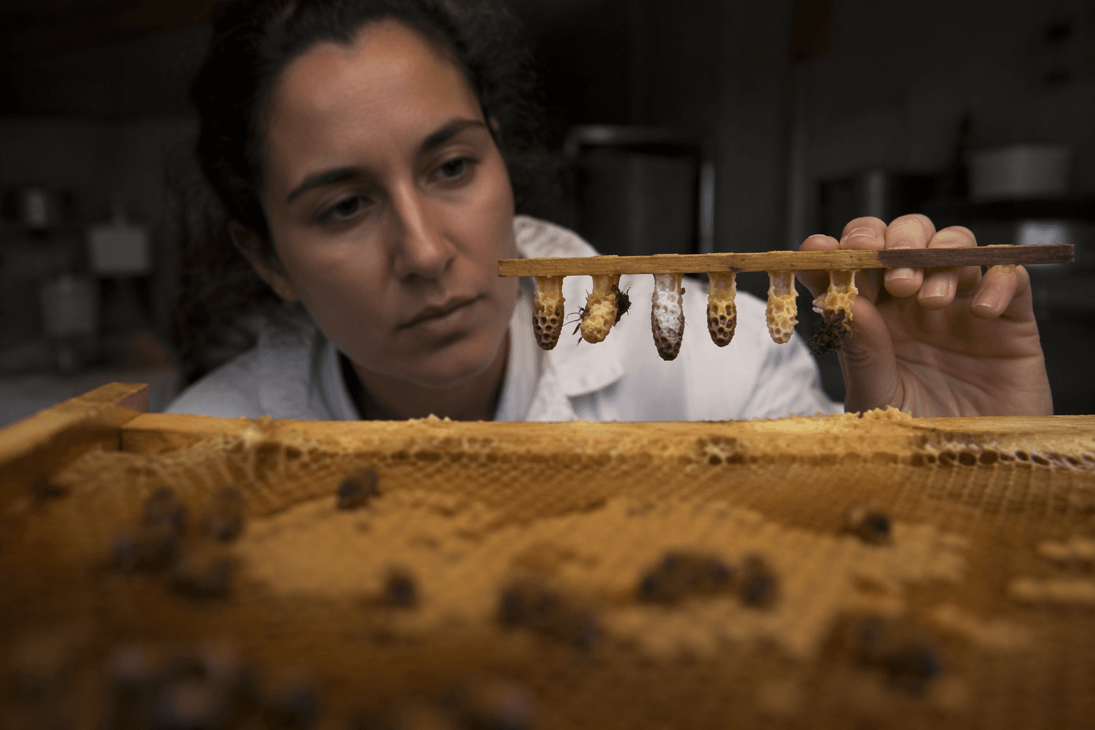 Study finds honeybee queens need a royal chamber, not just jelly