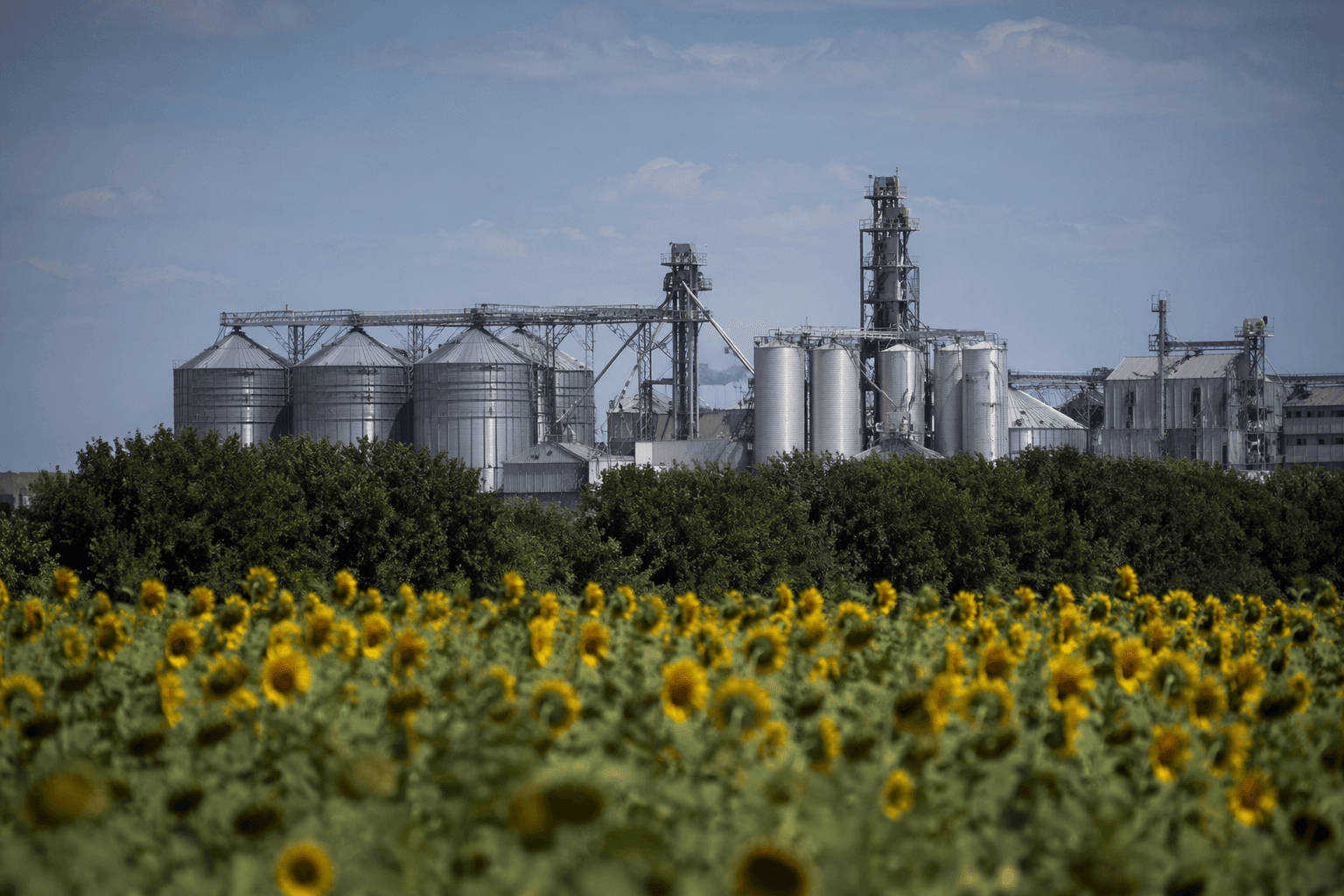 Louis Dreyfus Company to build sunflower and soybean plant in Argentina