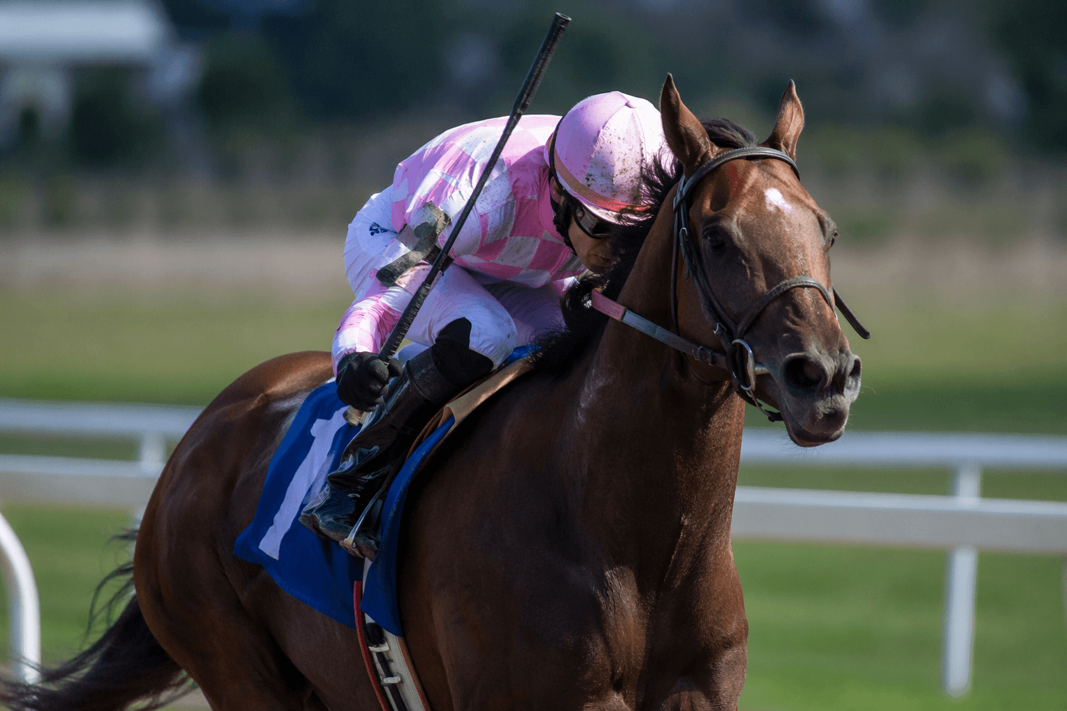 Bellezza returns to ideal 1 3/8-mile turf in Delaware Park test
