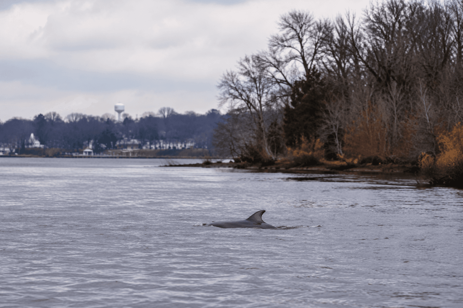 Lone dolphin spotted upriver in Millville raises wildlife concerns
