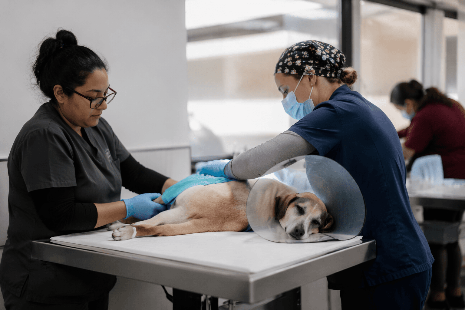 Fresno leaders consider $1 million to boost spay, neuter services