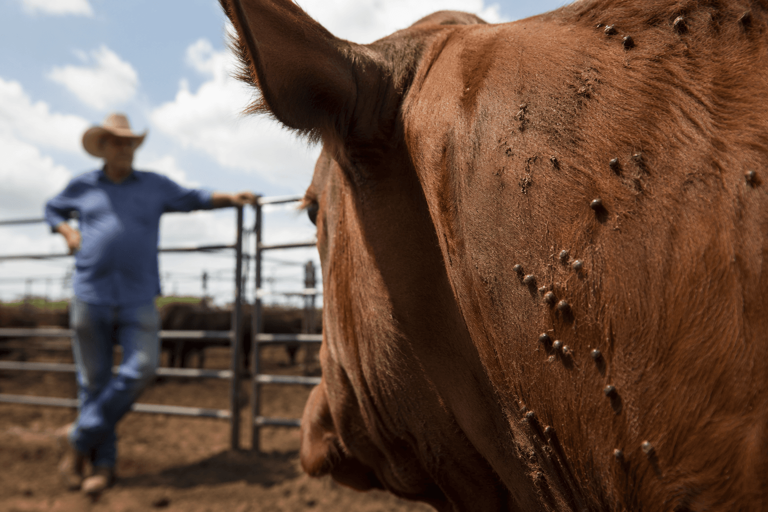 Holmes County producers warned as tick numbers surge on livestock