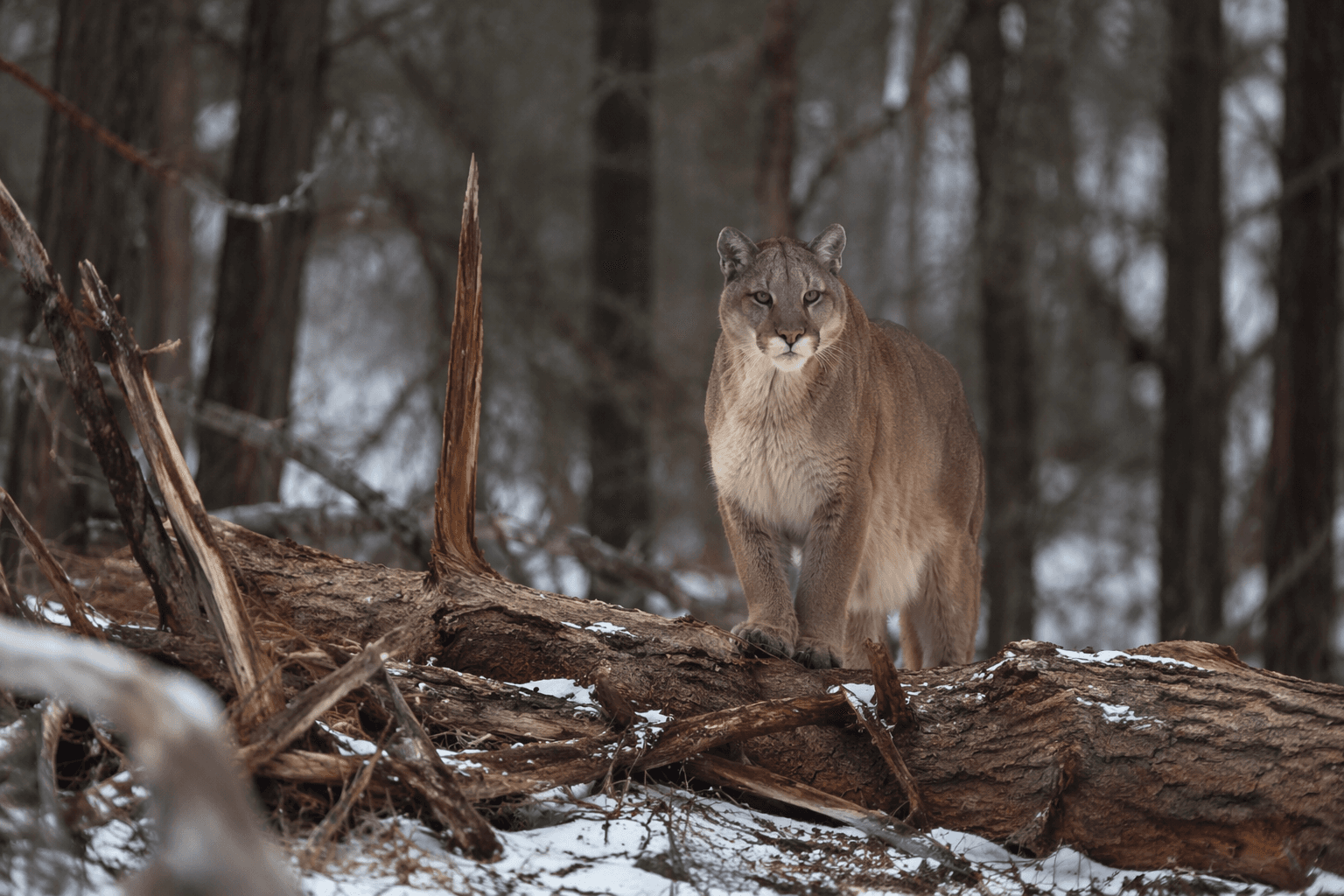 Jurors weigh poaching case involving mountain lions, bobcats in North Idaho