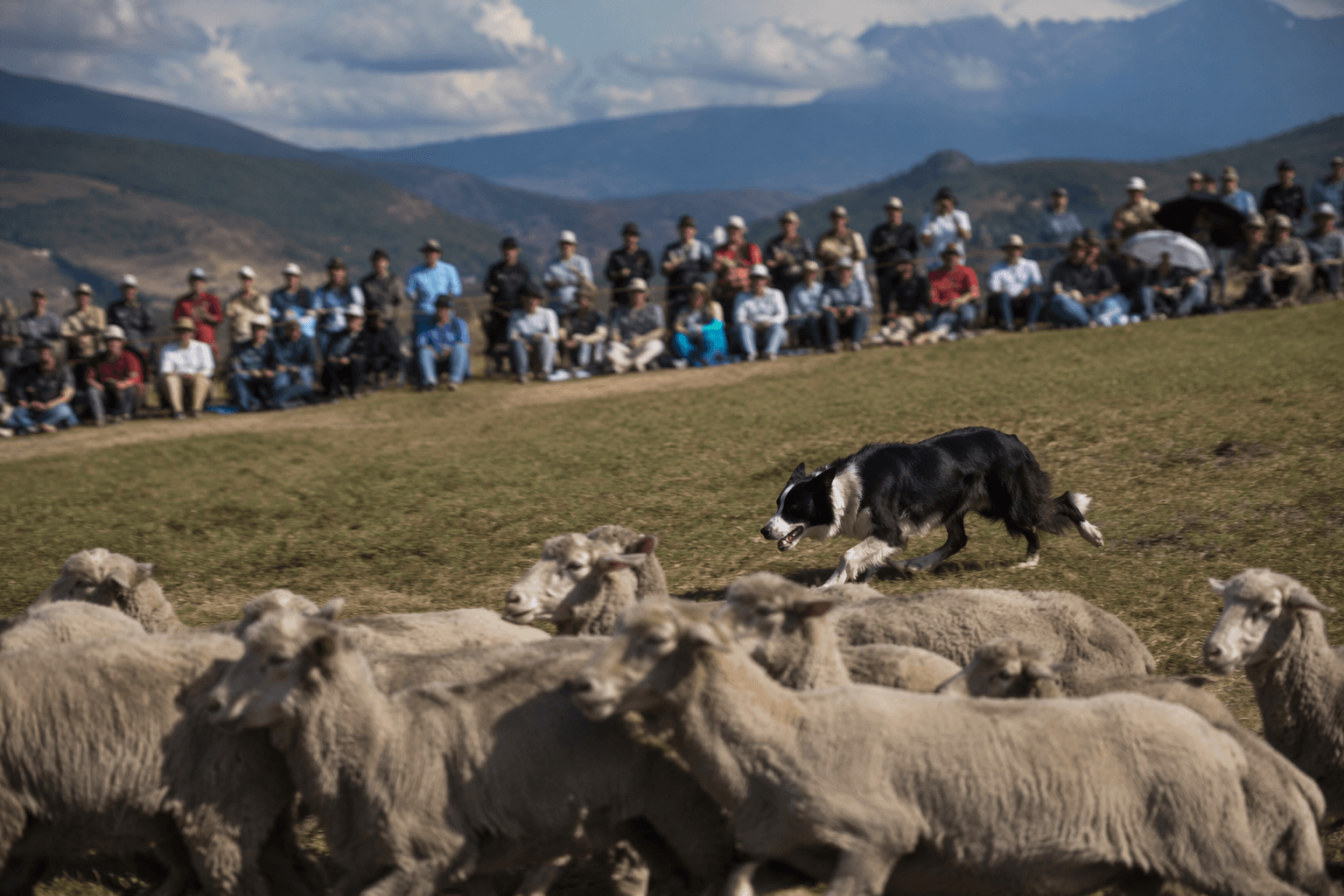 Soldier Hollow sheepdog festival draws crowds and world-class competitors