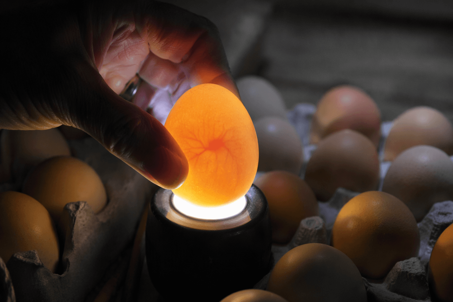 How to tell if an egg is fertilized by candling