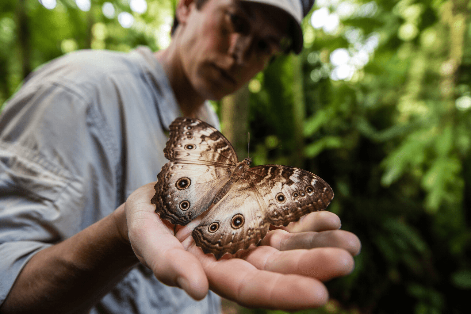 Butterflies reveal a 25-fold lifespan gap in evolution study