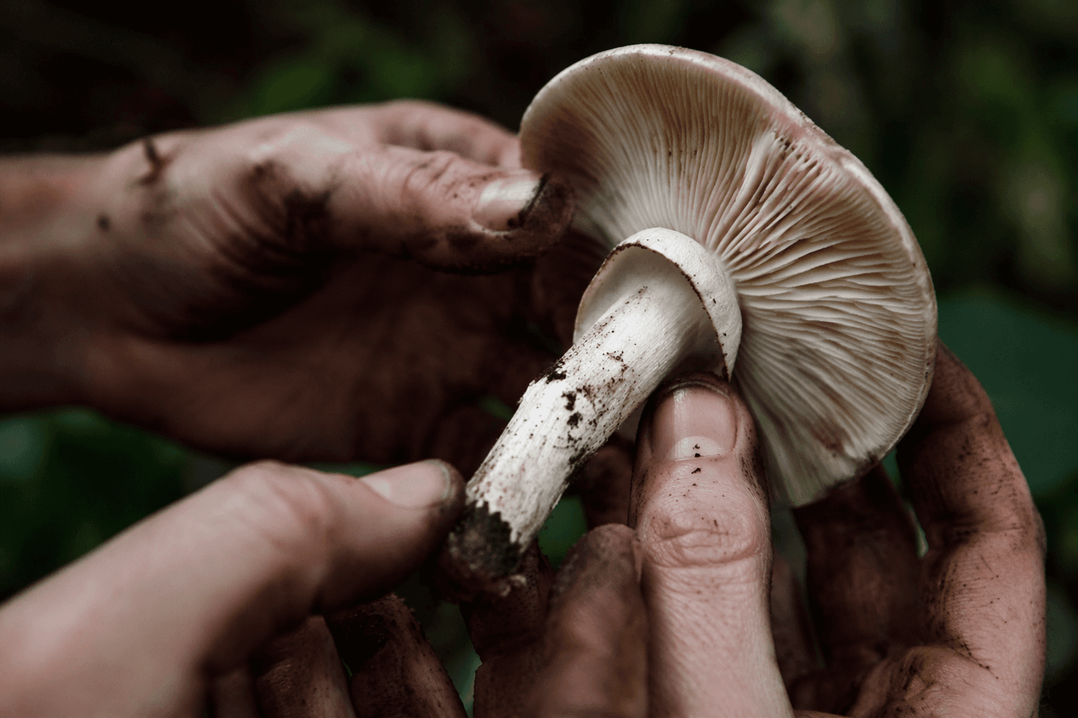 Mushroom foraging essay by Erica Berry wins James Beard Award