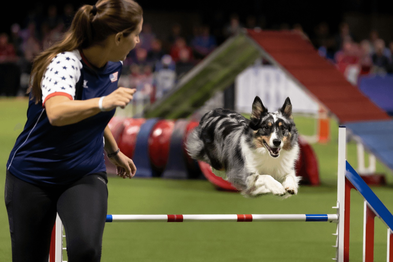 AKC publishes 2027 World Team agility regional qualifiers and 2026 results