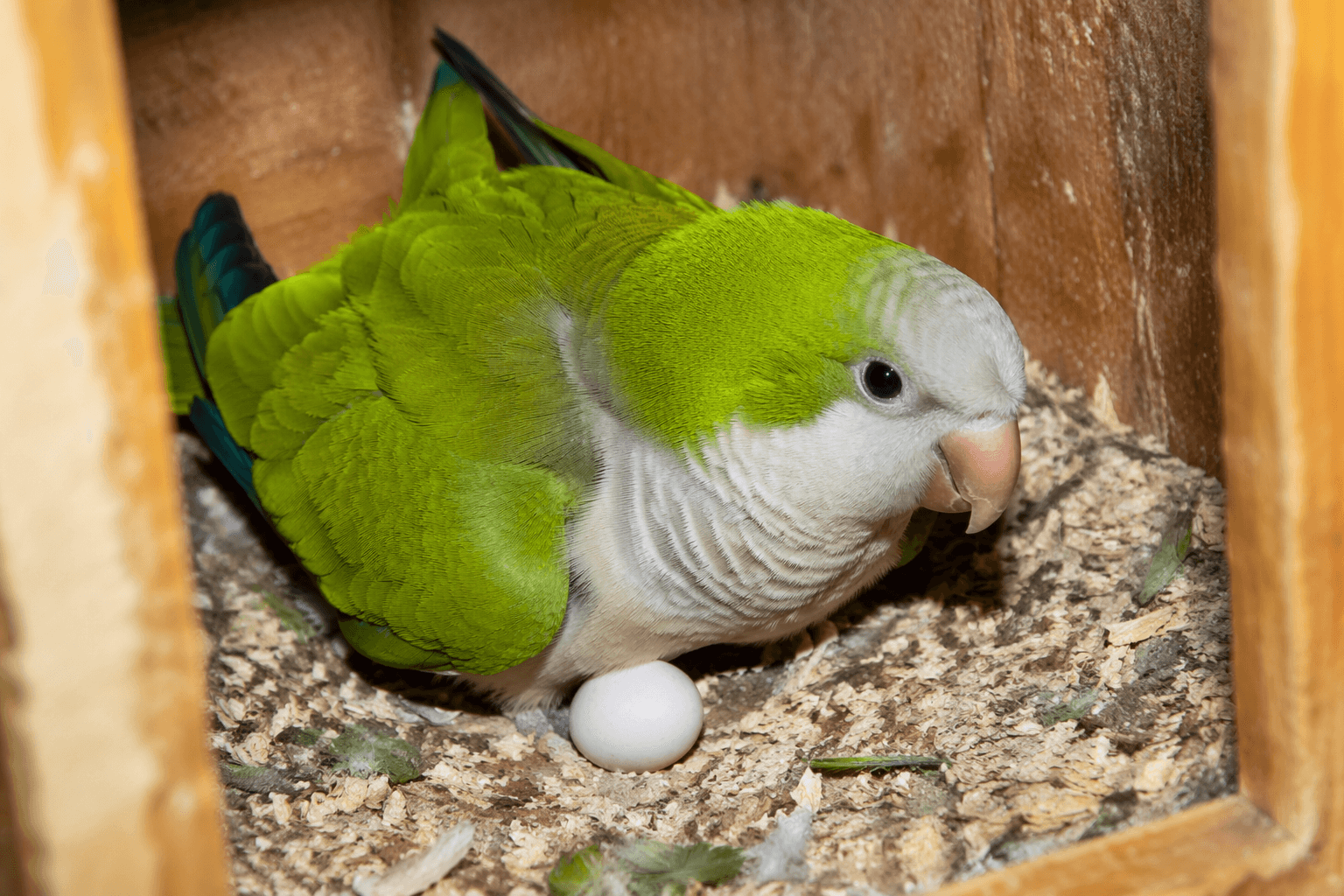 Parrots can lay eggs without mating, experts explain why