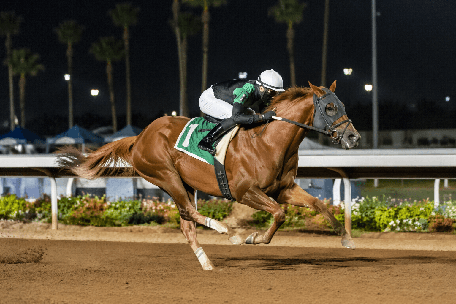 Rabeeba, Curlin filly, wins debut at Los Alamitos for Baffert