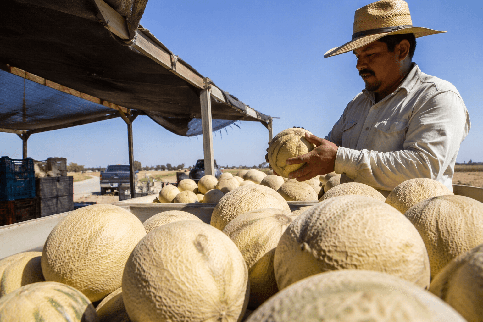 Warmer weather brings early cantaloupe harvest to Fresno County