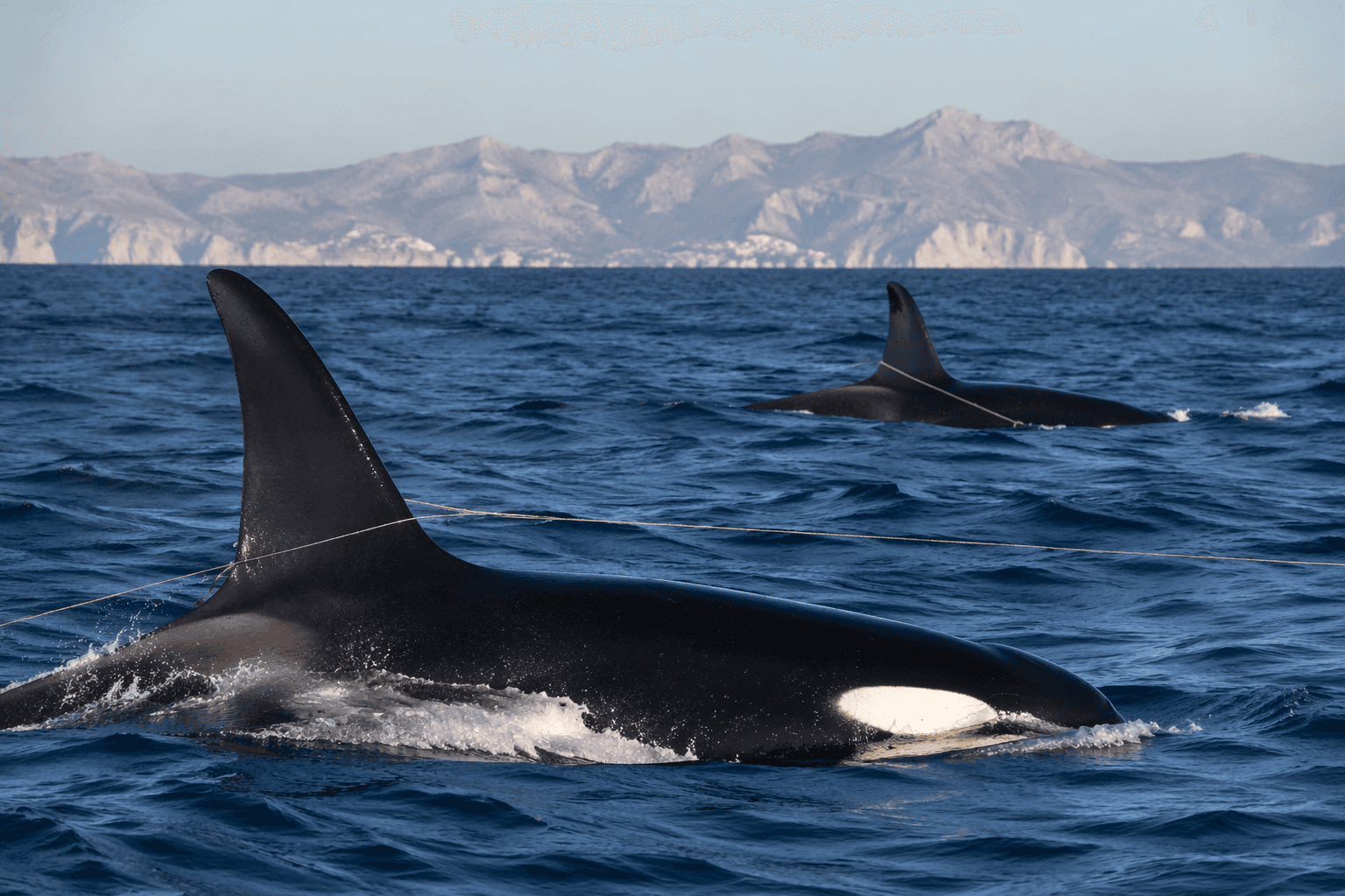 Iberian orcas use fishing lines to locate Atlantic bluefin tuna