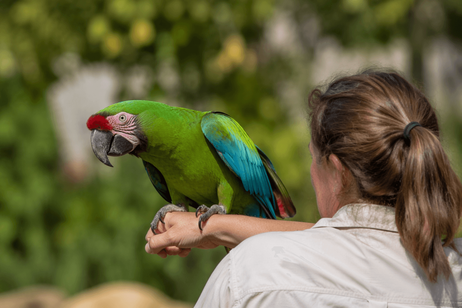 Fresno Chaffee Zoo asks public to help find missing macaw
