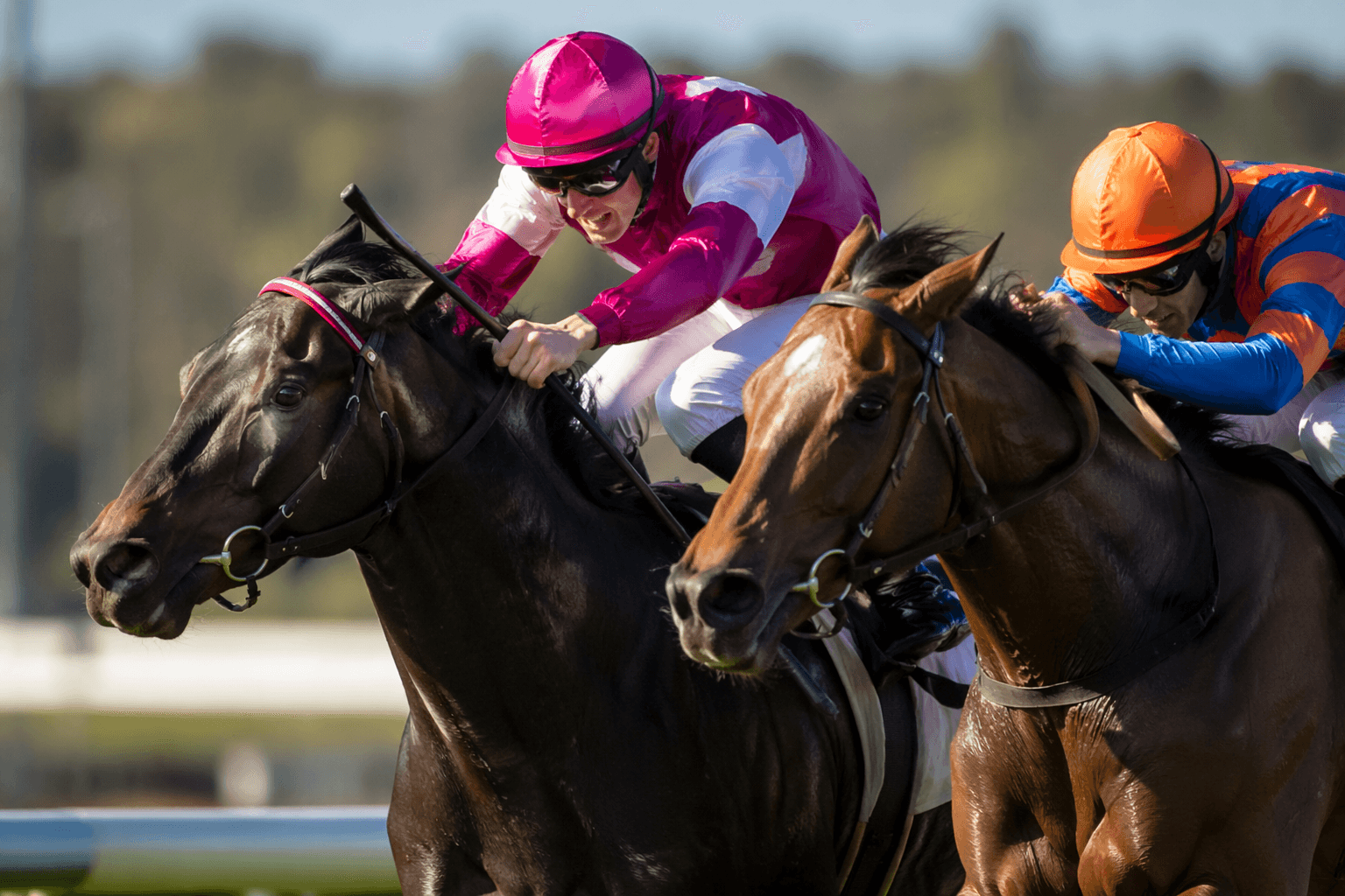 Georgie's Warrior and Hughes emerge as maiden winners to watch