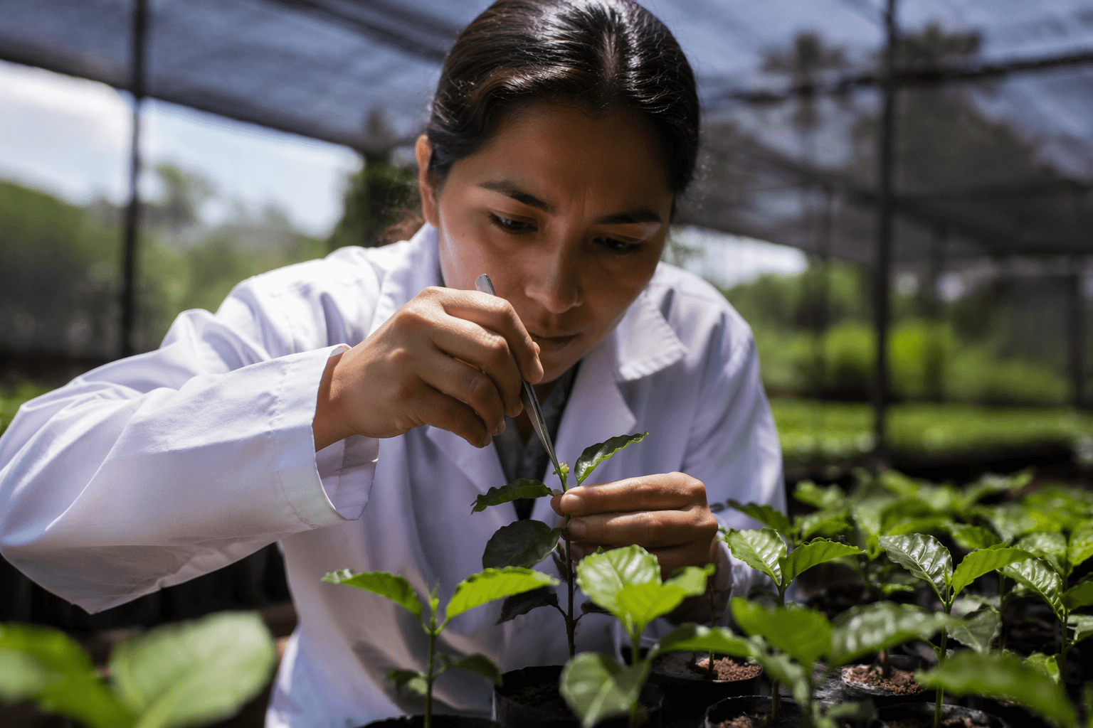 World Coffee Research launches $1.5 million breeding modernization initiative