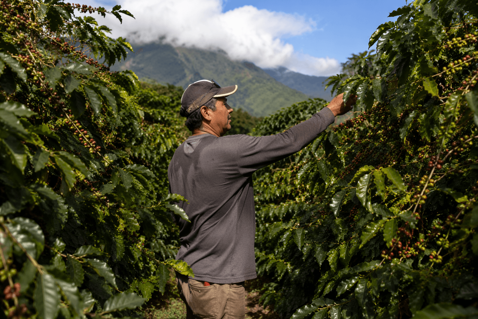 Kauai added to state coffee berry borer-infested areas, new rules take effect