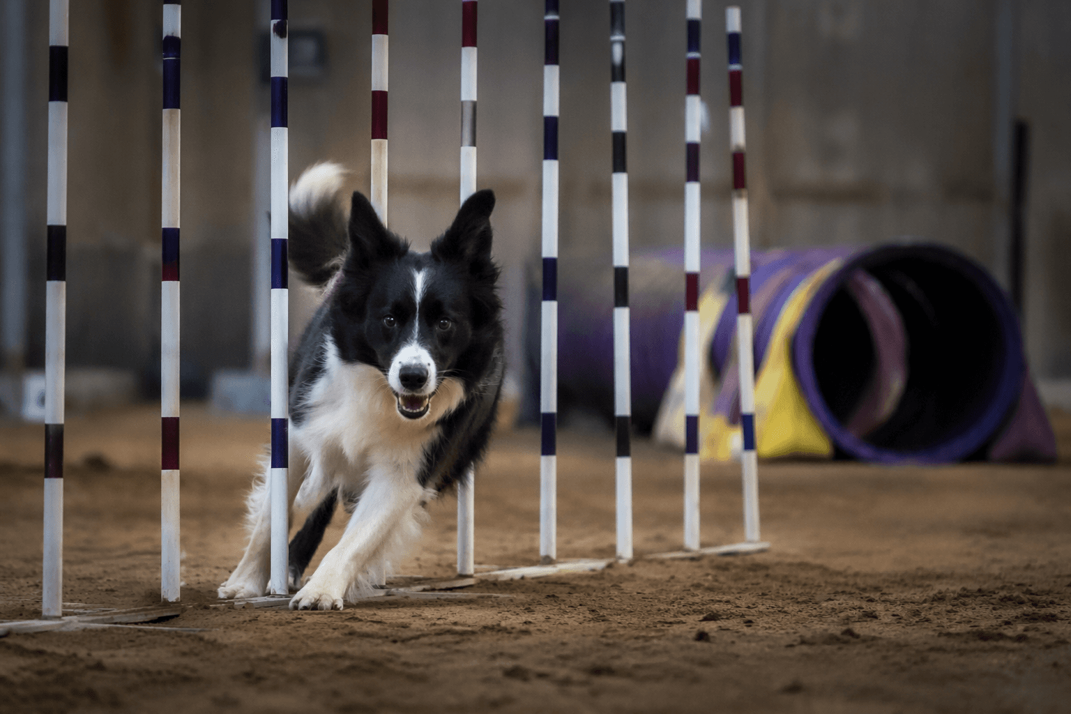 Bad Dog Agility ranks the fastest dogs in 2026 Power 60