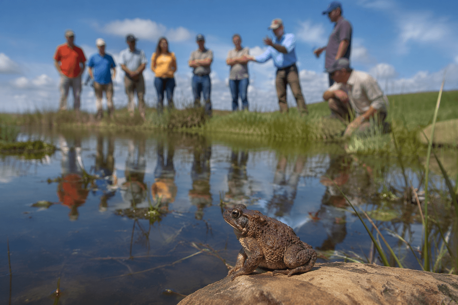 Albany County’s Wyoming toad recovery marks decades of conservation effort