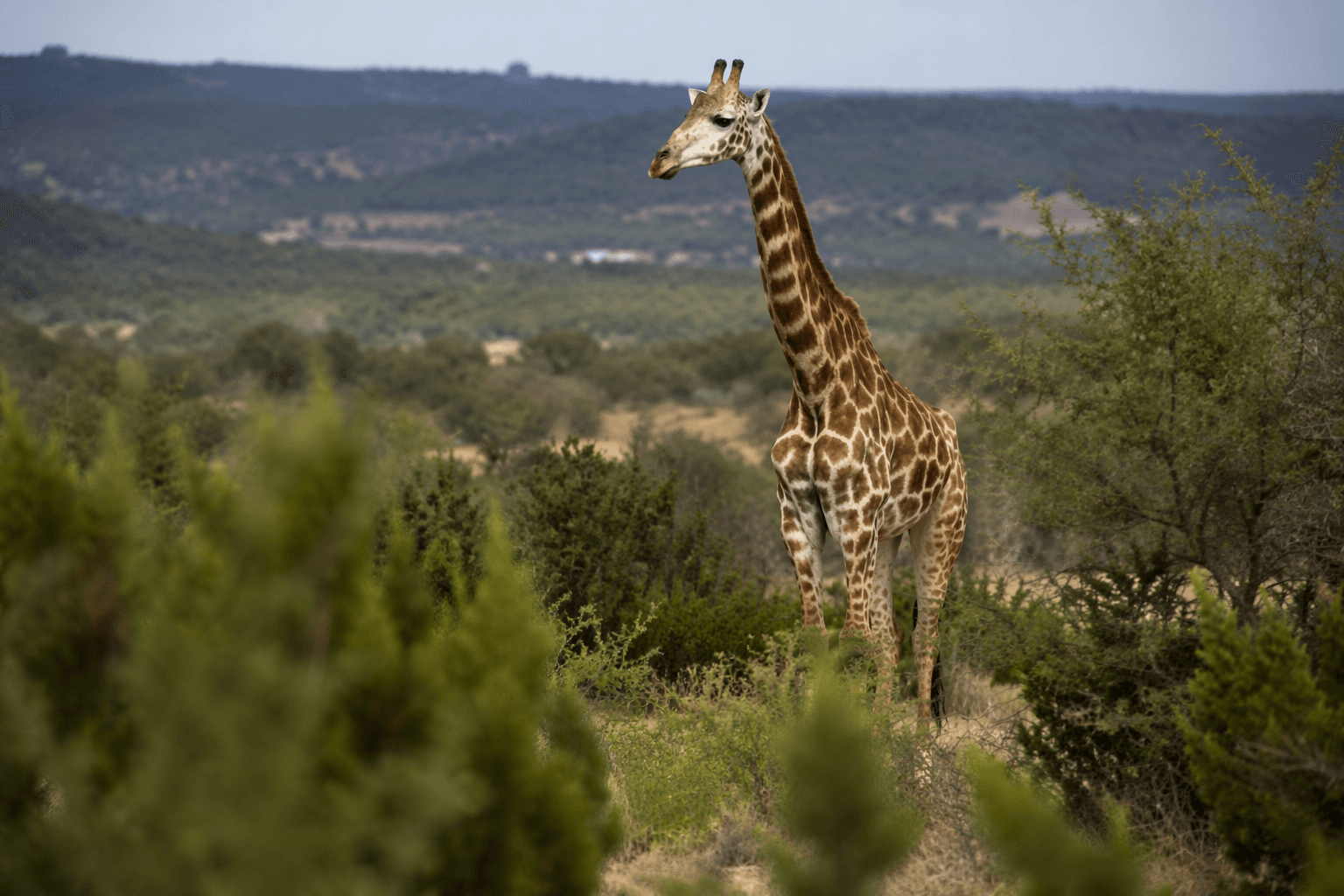 Escaped Texas giraffe spotted near ranch after two-week search