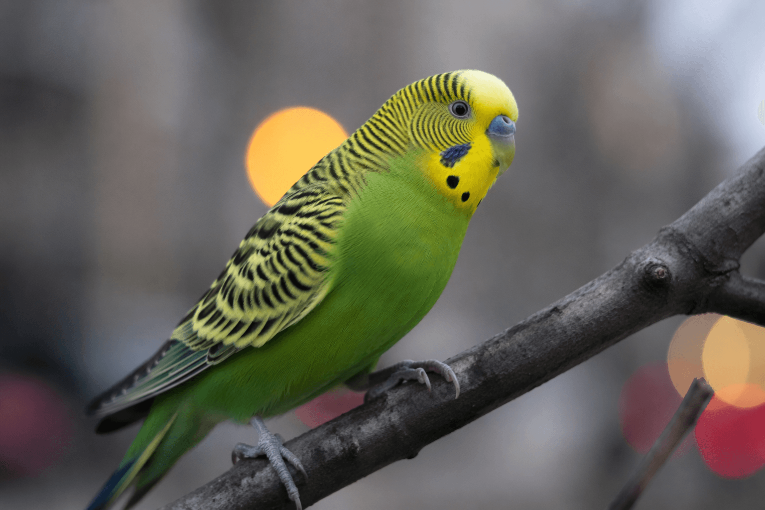 911 Parrot Alert records found parakeet in St. Louis, Missouri