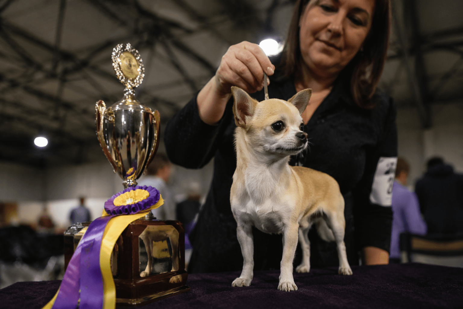 Chihuahua wins Best in Show at Mount Bachelor kennel club show