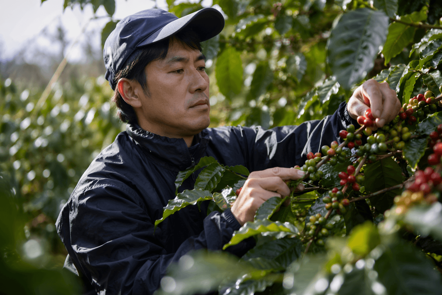 Japanese manufacturers bet on coffee farming as global prices soar